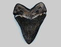 Fossil Tooth