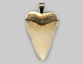 White Shark Tooth